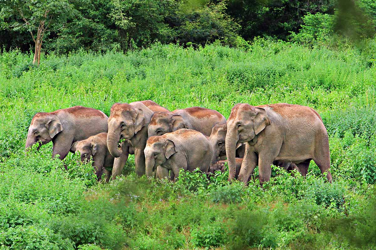 elephant in Kui Buri National Park